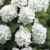 Japanese Snowball Bush (Viburnum Plicatum) - 2 Gallon Pot -Plant Discount Store viburnum plicatum japanese snowball flowers 14