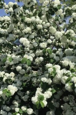 Japanese Snowball Bush (Viburnum Plicatum) - 2 Gallon Pot -Plant Discount Store viburnum plicatum japanese snowball flowers 15