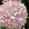 Kern's Pink Snowball Viburnum Bush - 2 Gallon Pot -Plant Discount Store viburnum plicatum kerns pink snowball 2