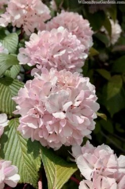 Kern's Pink Snowball Viburnum Bush - 2 Gallon Pot 12 Kern's Pink Snowball Viburnum Bush - 2 Gallon Pot -Plant Discount Store viburnum plicatum kerns pink snowball 3