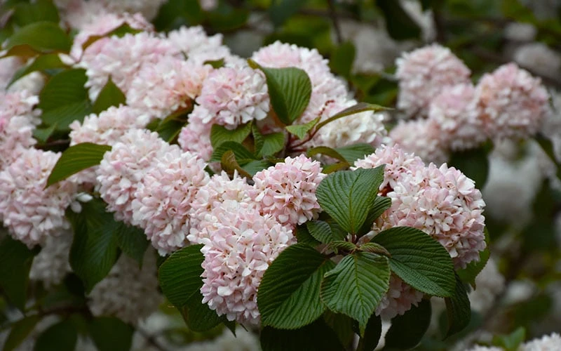 Kern's Pink Snowball Viburnum Bush - 2 Gallon Pot 8 Kern's Pink Snowball Viburnum Bush - 2 Gallon Pot - Image 6