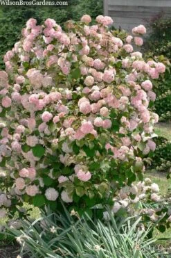 Kern's Pink Snowball Viburnum Bush - 2 Gallon Pot 11 Kern's Pink Snowball Viburnum Bush - 2 Gallon Pot -Plant Discount Store viburnum plicatum kerns pink snowball 9