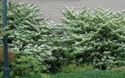 Japanese Doublefile Viburnum - 2 Gallon Pot 17 Japanese Doublefile Viburnum - 2 Gallon Pot -Plant Discount Store viburnum plicatum tomentosum japanese doublefile 1