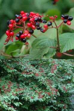 Japanese Doublefile Viburnum - 2 Gallon Pot 16 Japanese Doublefile Viburnum - 2 Gallon Pot -Plant Discount Store viburnum plicatum tomentosum japanese doublefile 2