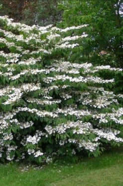 Japanese Doublefile Viburnum - 2 Gallon Pot 19 Japanese Doublefile Viburnum - 2 Gallon Pot -Plant Discount Store viburnum plicatum tomentosum japanese doublefile 5
