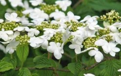 Japanese Doublefile Viburnum - 2 Gallon Pot 18 Japanese Doublefile Viburnum - 2 Gallon Pot -Plant Discount Store viburnum plicatum tomentosum japanese doublefile 6