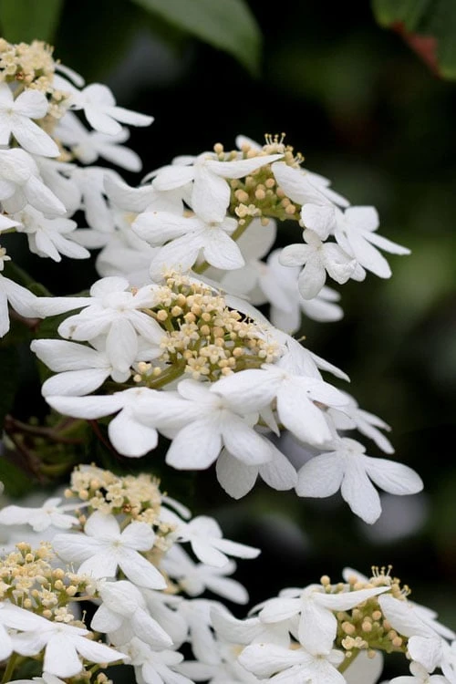 Japanese Doublefile Viburnum - 2 Gallon Pot 3 Japanese Doublefile Viburnum - 2 Gallon Pot