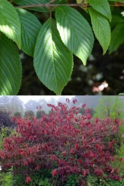 Japanese Doublefile Viburnum - 2 Gallon Pot 15 Japanese Doublefile Viburnum - 2 Gallon Pot -Plant Discount Store viburnum plicatum tomentosum japanese doublefile 9