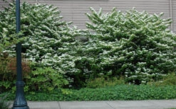 Mariesii Doublefile Viburnum - 3 Gallon Pot -Plant Discount Store viburnum plicatum tomentosum mariesii doublefile 10
