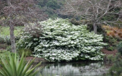 Mariesii Doublefile Viburnum - 3 Gallon Pot -Plant Discount Store viburnum plicatum tomentosum mariesii doublefile 14