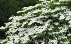Mariesii Doublefile Viburnum - 3 Gallon Pot -Plant Discount Store viburnum plicatum tomentosum mariesii doublefile 15