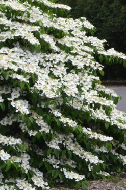 Mariesii Doublefile Viburnum - 3 Gallon Pot -Plant Discount Store viburnum plicatum tomentosum mariesii doublefile 16