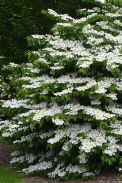 Mariesii Doublefile Viburnum - 3 Gallon Pot -Plant Discount Store viburnum plicatum tomentosum mariesii doublefile 17
