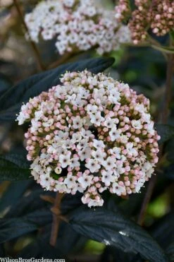 Prague Viburnum - 3 Gallon Pot 14 Prague Viburnum - 3 Gallon Pot -Plant Discount Store viburnum pragense prague 2 2