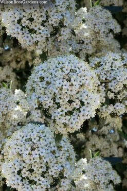 Prague Viburnum - 3 Gallon Pot 15 Prague Viburnum - 3 Gallon Pot -Plant Discount Store viburnum pragense prague 5 2