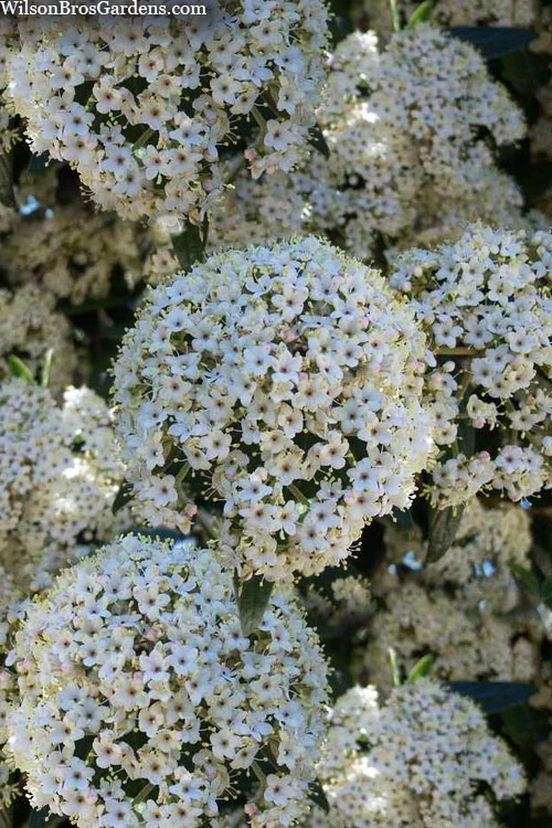 Prague Viburnum - 2.5 Quart Pot 8 Prague Viburnum - 2.5 Quart Pot - Image 6