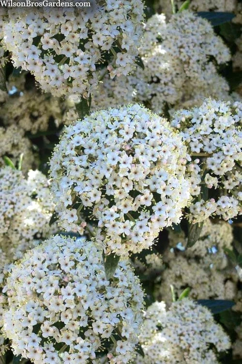 Prague Viburnum - 2.5 Quart Pot 3 Prague Viburnum - 2.5 Quart Pot