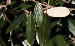 Prague Viburnum - 3 Gallon Pot 17 Prague Viburnum - 3 Gallon Pot -Plant Discount Store viburnum pragense prague 7 2