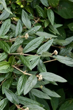 Prague Viburnum - 2.5 Quart Pot 16 Prague Viburnum - 2.5 Quart Pot -Plant Discount Store viburnum pragense prague 9 3