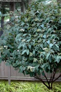 Alleghany Viburnum - 1 Gallon Pot -Plant Discount Store viburnum rhytidophylloides alleghany 3