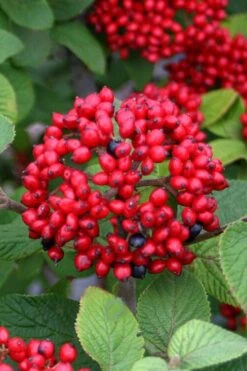 Alleghany Viburnum - 1 Gallon Pot -Plant Discount Store viburnum rhytidophylloides alleghany 4