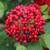 Red Balloon Viburnum - 3 Gallon Pot -Plant Discount Store viburnum rhytidophylloides red balloon 1