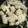 Willowwood Viburnum - 3 Gallon Pot -Plant Discount Store viburnum rhytidophylloides willowwood 1