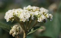 Willowwood Viburnum - 3 Gallon Pot 12 Willowwood Viburnum - 3 Gallon Pot -Plant Discount Store viburnum rhytidophylloides willowwood 2