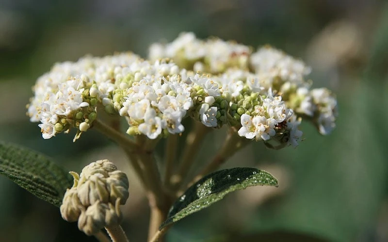 Willowwood Viburnum - 3 Gallon Pot 6 Willowwood Viburnum - 3 Gallon Pot - Image 4