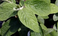 Willowwood Viburnum - 3 Gallon Pot 13 Willowwood Viburnum - 3 Gallon Pot -Plant Discount Store viburnum rhytidophylloides willowwood 3