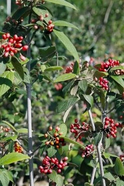 Willowwood Viburnum - 3 Gallon Pot 15 Willowwood Viburnum - 3 Gallon Pot -Plant Discount Store viburnum rhytidophylloides willowwood 5