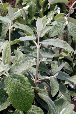 Willowwood Viburnum - 3 Gallon Pot 14 Willowwood Viburnum - 3 Gallon Pot -Plant Discount Store viburnum rhytidophylloides willowwood 6