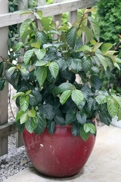 Shiny Dancer Viburnum - 2 Gallon Pot 13 Shiny Dancer Viburnum - 2 Gallon Pot -Plant Discount Store viburnum shiny dancer 26