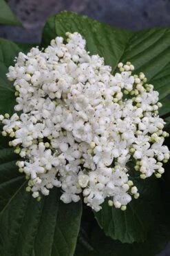 Shiny Dancer Viburnum - 2 Gallon Pot 15 Shiny Dancer Viburnum - 2 Gallon Pot -Plant Discount Store viburnum shiny dancer 4 500x750 1