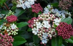 Spring Bouquet Viburnum - 6 Pack Of 1 Gallon Pots -Plant Discount Store viburnum spring bouquet 800x500 1