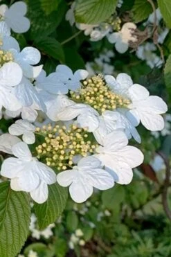 Summer Snowflake Viburnum - 1 Gallon Pot -Plant Discount Store viburnum summer snowflake 103