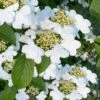 Summer Snowflake Viburnum - 1 Gallon Pot