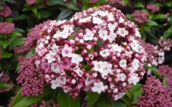 Spirit Viburnum - 3 Gallon Pot -Plant Discount Store viburnum tinus spirit 1