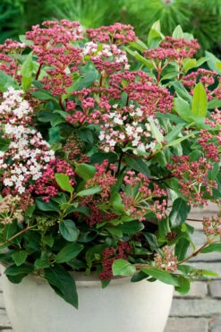 Spirit Viburnum - 3 Gallon Pot -Plant Discount Store viburnum tinus spirit 4