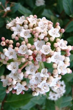 Spring Bouquet Viburnum - 3 Gallon Pot -Plant Discount Store viburnum tinus spring bouquet 1 2
