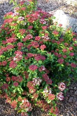 Spring Bouquet Viburnum - 3 Gallon Pot -Plant Discount Store viburnum tinus spring bouquet 2 2