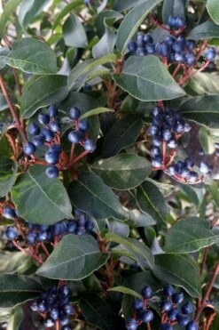 Spring Bouquet Viburnum - 6 Pack Of 1 Gallon Pots -Plant Discount Store viburnum tinus spring bouquet 5