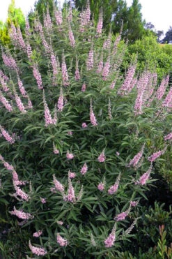 Pink Pinnacle Dwarf Chaste Tree (Vitex Agnus-castus) - 1 Gallon Pot