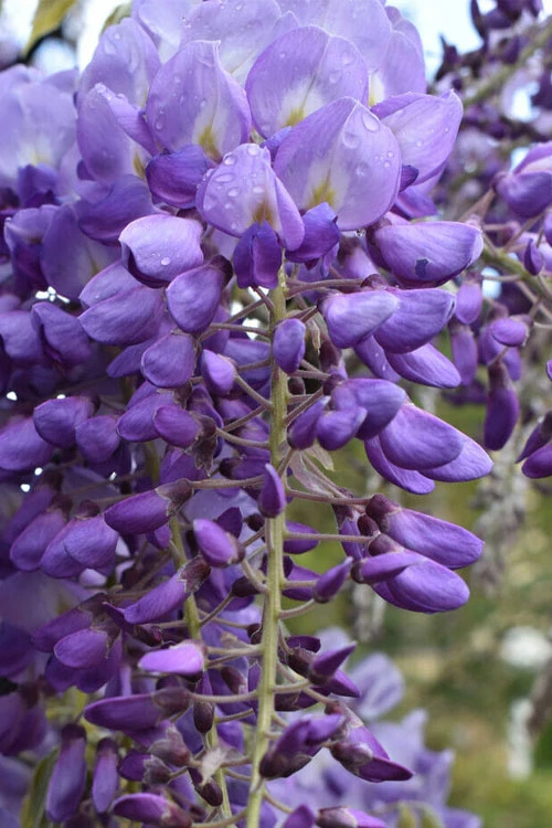 Okayama Silky Wisteria Vine - 3 Gallon Pot 9 Okayama Silky Wisteria Vine - 3 Gallon Pot - Image 7