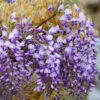 Okayama Silky Wisteria Vine - 3 Gallon Pot -Plant Discount Store wisteria brachybrotrys okayama silky wisteria vine 10
