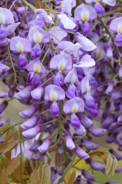 Okayama Silky Wisteria Vine - 3 Gallon Pot 12 Okayama Silky Wisteria Vine - 3 Gallon Pot -Plant Discount Store wisteria brachybrotrys okayama silky wisteria vine 4