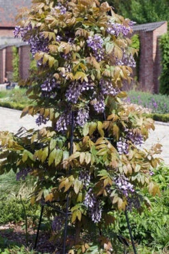 Okayama Silky Wisteria Vine - 3 Gallon Pot 14 Okayama Silky Wisteria Vine - 3 Gallon Pot -Plant Discount Store wisteria brachybrotrys okayama silky wisteria vine 7