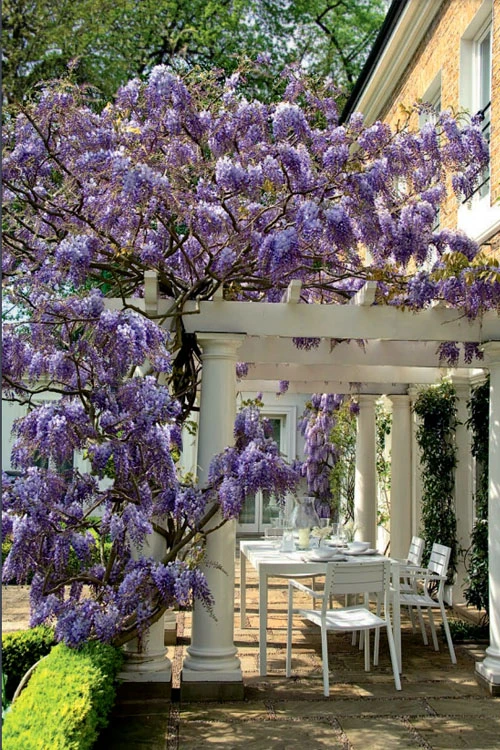 Okayama Silky Wisteria Vine - 3 Gallon Pot 7 Okayama Silky Wisteria Vine - 3 Gallon Pot - Image 5