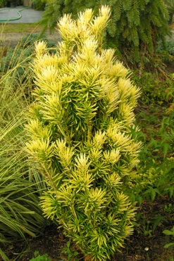 Korean Gold Plum Yew (Cephalotaxus) - 1 Gallon Pot 11 Korean Gold Plum Yew (Cephalotaxus) - 1 Gallon Pot -Plant Discount Store yew korean gold 2 500x750 1