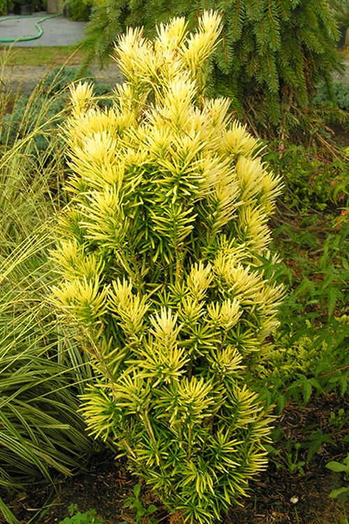 Korean Gold Plum Yew (Cephalotaxus) - 1 Gallon Pot 7 Korean Gold Plum Yew (Cephalotaxus) - 1 Gallon Pot - Image 5